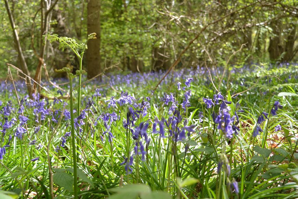 The Kingsley At Eversley Exteriér fotografie